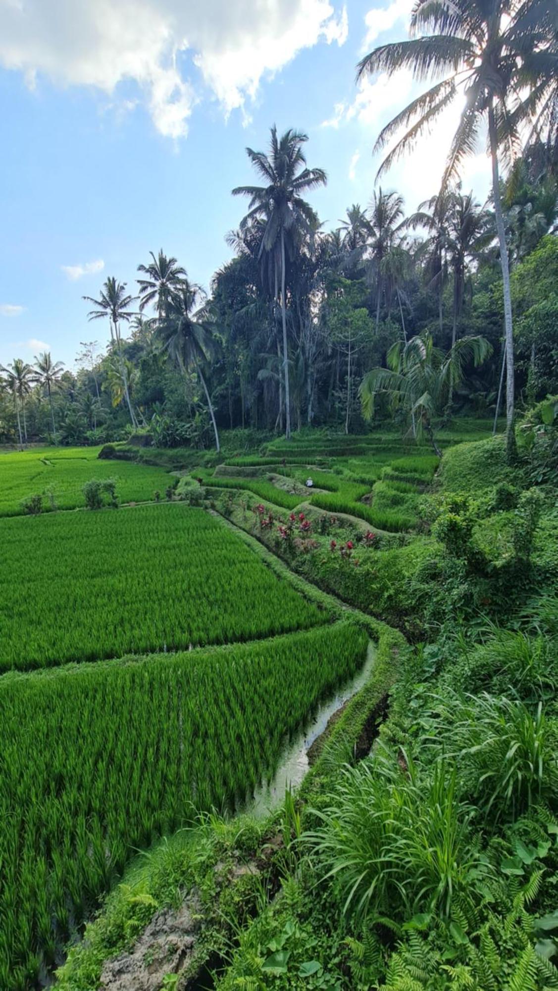 Tirta Sari Villa Tampaksiring Екстериор снимка